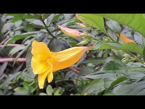 硬枝黃蟬 Allamanda schottii／bush allamanda mhp3921 aug2024