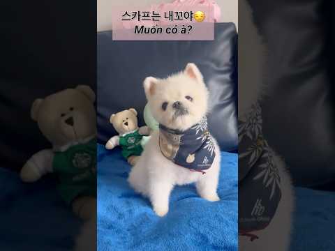 #스카프#조이앤릴리 #cúncondễthương #cutedog #강아지일상 #강아지더빙