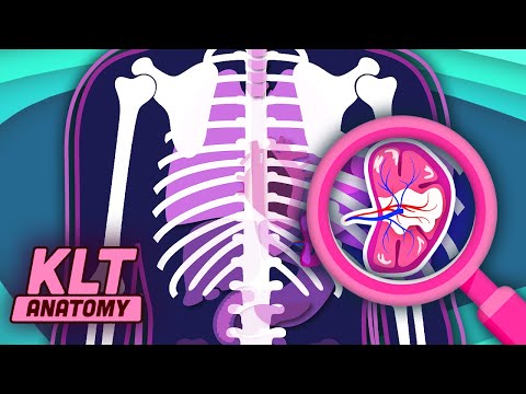 The Spleen Song! | KLT Anatomy