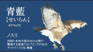 【歴史・伝統・文化】04伝統色と野鳥の風景（癒し系）HD