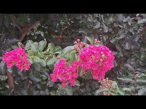 桃紅色紫薇 pink crape myrtle mhp3935 aug2024