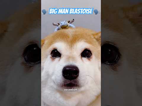 BIG MAN BLASTOISE DOG #cutenessoverload