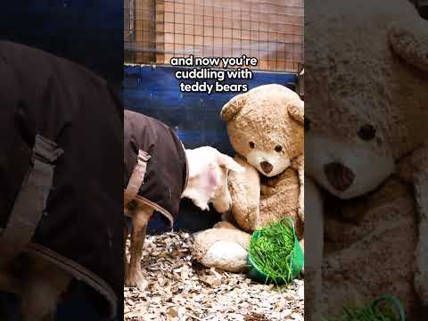 Abandoned Sheep Cuddles With Teddy Bears Now | The Dodo