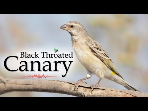 Sound Birds: The Sound of the Black-throated Canary