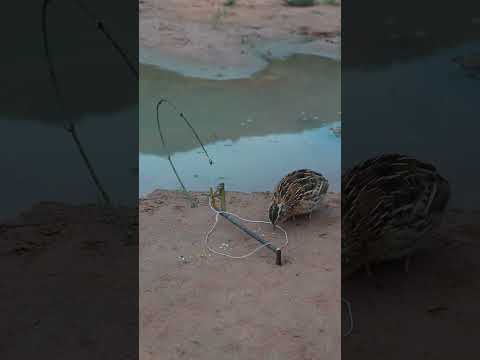 Survival Quail Trap #ytshorts #short #survival