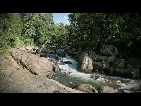 Healing Mountain River Water with Birdsong, Singing Birds to Relax, Anxiety & Stress Relief