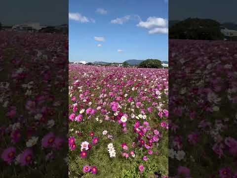 えがみともゆき　あおい　コスモス🌸