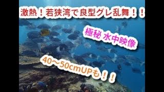 【水中映像】激熱の若狭湾！40～50cmUPのグレが乱舞！