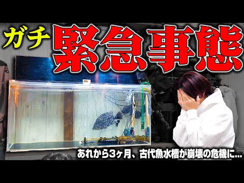 【緊急事態】古代魚水槽の引っ越しに失敗しあの魚が大変な事になってしまいました...