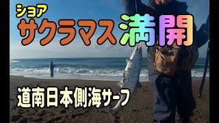 【道南釣り】ショアサクラマス満開！！　道南日本海側サーフ