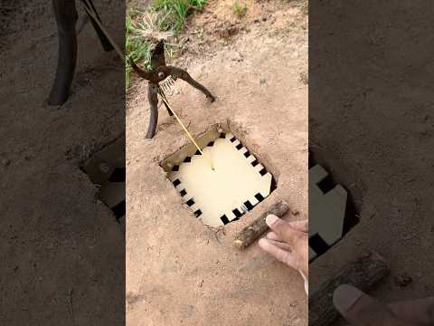 Best Bird Trap #diy_creative #shorts