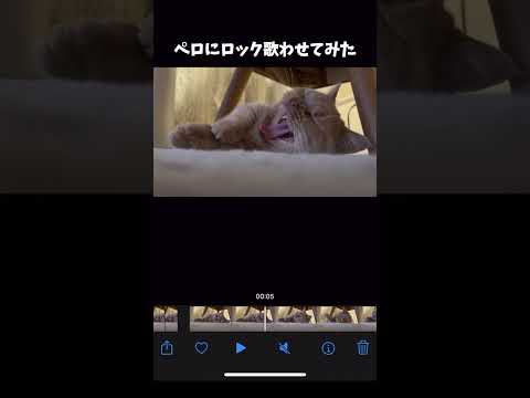 歌う猫がかわいすぎる！