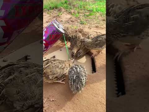 Really Good Underground Quail Trap Using Paper Box And Cans