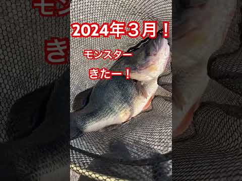 【春爆】#バスフィッシング #バス釣り #琵琶湖 #琵琶湖バス釣り #ロクマル