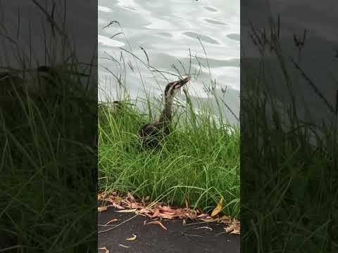 2 kids of ducks ate grasses along river side #birds