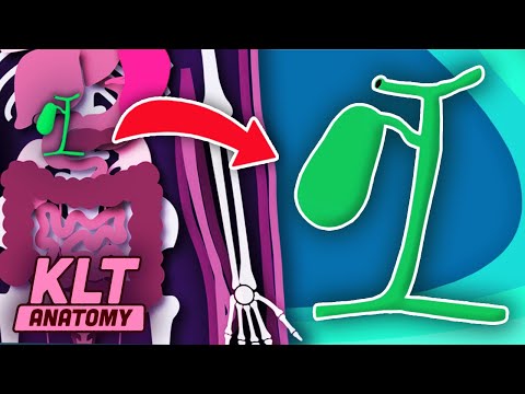 Your Gallbladder Stores BILE! | The Gall Bladder Song | KLT Anatomy