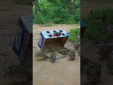 Amazing Creative DIY Cardboard Technique Bird Trapping  Method #ytshorts #shorts