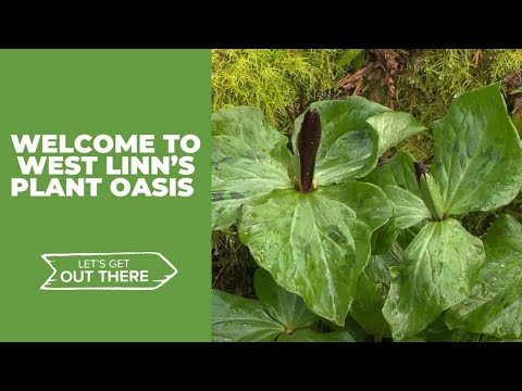 West Linn nursery hosts native plant paradise, mini wildlife refuge