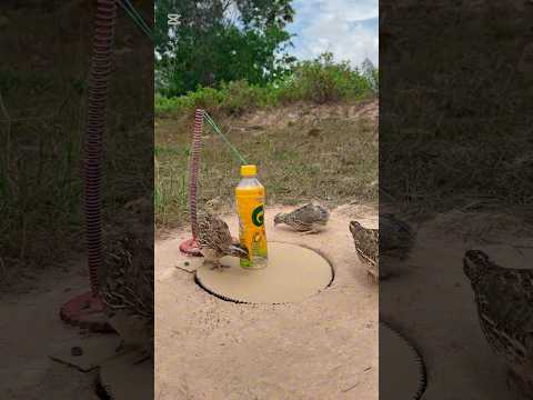 EASY AND REALLY GOOD QUAIL TRAP #shorts