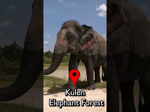 Kulen Elephant Forest in Siem Reap, Cambodia 🇰🇭 🐘 #travel