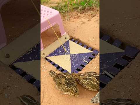 Really good bird trap - diy trap #diy_creative #shorts