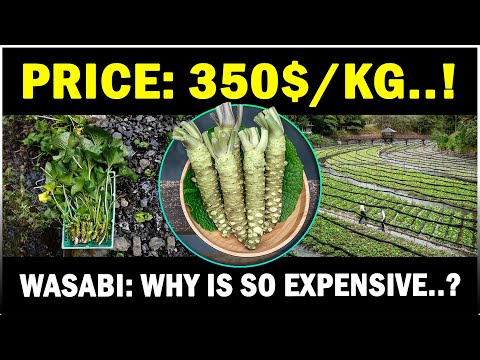 Wasabi Cultivation - How to grow Wasabi | Wasabi Farming