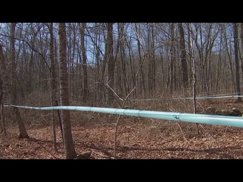 UConn students practice generational New England tradition of maple sugaring