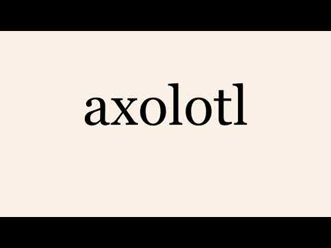 axolotl