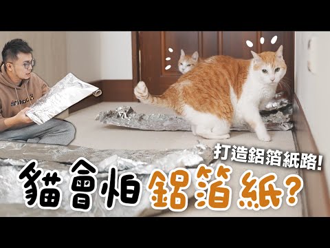 【黃阿瑪的後宮生活】貓會怕鋁箔紙？打造鋁箔紙路！