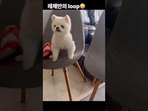 이게루프?? #loop #funny #satisfyingloop