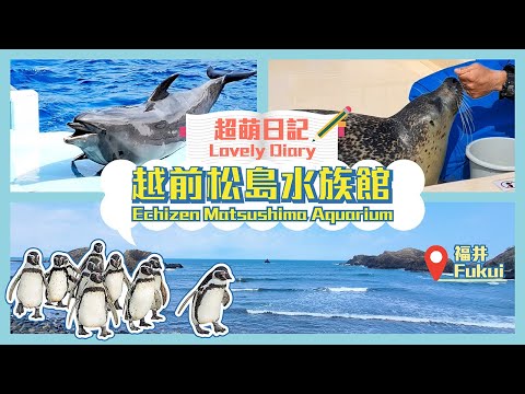 日本福井 超萌日記｜新體驗型越前松島水族館，欣賞精彩海豚秀表演、超萌企鵝左搖右晃散步、觸摸憨憨撒嬌海豹