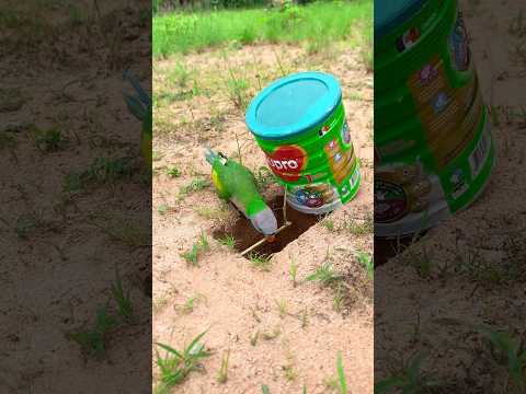 DIY Creative - Create Amazing Bird Trap #diy_creative #shorts