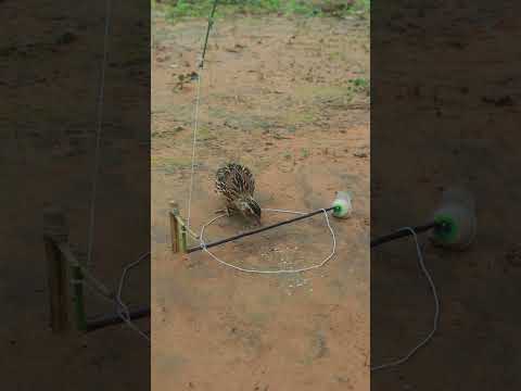 Quail Trapping Videos #youtubeshorts #shorts