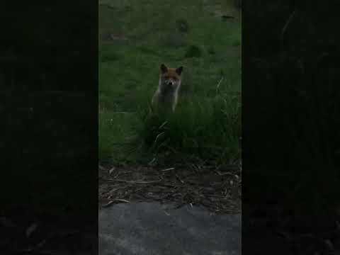 貴重映像😅また会えたね🦊興味津々の🐕と🦊