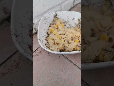 Ants eating lots of salad #reels #shorts ##food #ants #salad #pets #insects