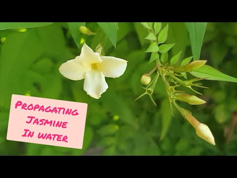 Propagating Jasmine Cuttings in Water with RESULTS (Jasminum Officinale) - Grow FREE Jasmine Plants