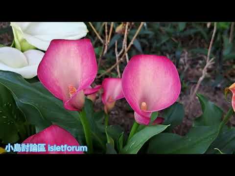 彩色海芋／馬蹄蓮 Calla lily mhp3638 mar2024