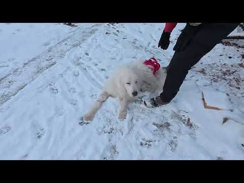 【ルンルンの裏庭】あんまり雪の気分じゃなかったルンルン