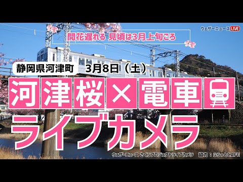 【桜ライブカメラ2】河津桜×電車(伊豆急行)／静岡県河津町 ふらっとCAFE 2025年3月8日(土) #桜  #さくら #河津桜 #電車  | Cherry Blossom Live WebCam