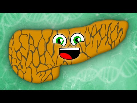 I Am Your Pancreas! | KLT Anatomy