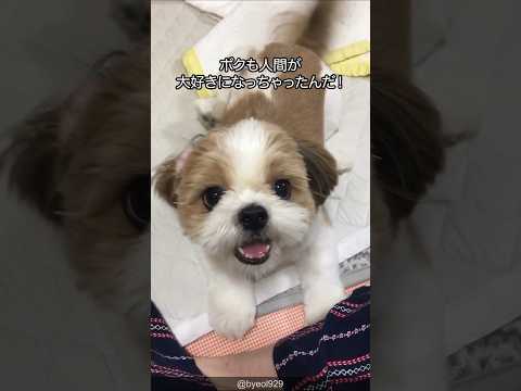 【モップ犬】シーズーの可愛さがわかる1分解説