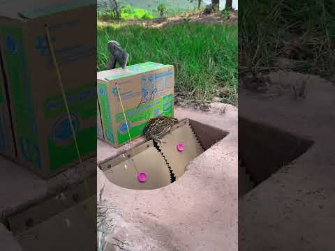 Simple Creative Underground Quail Trap Using Cardboard Box | But Really Good #Shorts