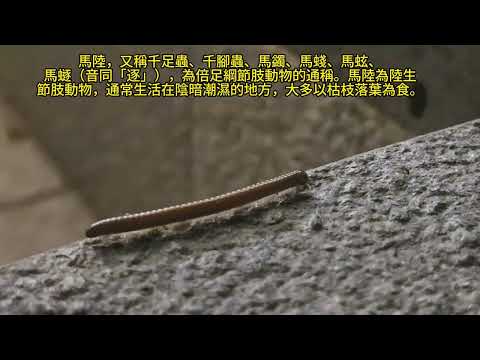 馬陸 Millipede mhp3937 aug2024