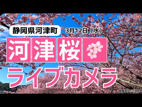 【桜ライブカメラ】河津桜／「静岡県河津町」ライブカメラより/Cherry Blossom Live Camera　 2025年3月12日(水)  #桜  #さくら #河津桜