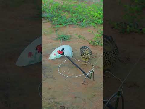 DIY Quail Trapping #ytshorts #shortvideo #shorts