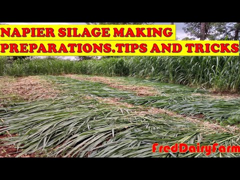 NAPIER SILAGE MAKING PREPARATIONS