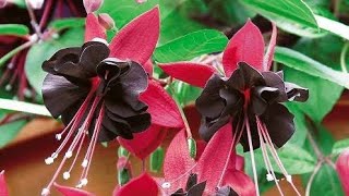 16 Best Fuchsia Varieties for Hanging Baskets and Pots