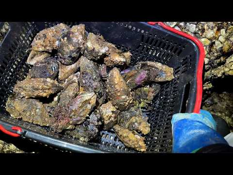 Japanese Fisherman Catches Invasive Mussels on Tetrapods at 3 AM and Makes Spaghetti