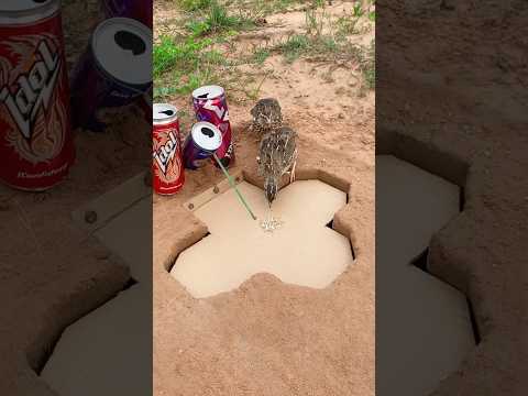 creative diy quail trap #shorts