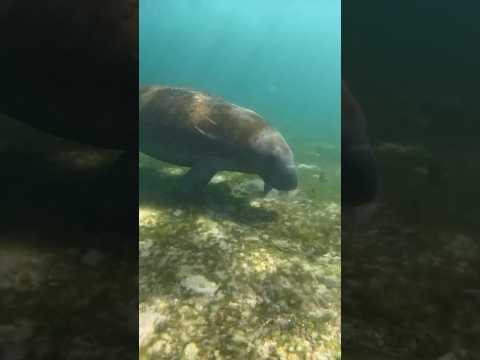 Diving With Manatees in South Florida